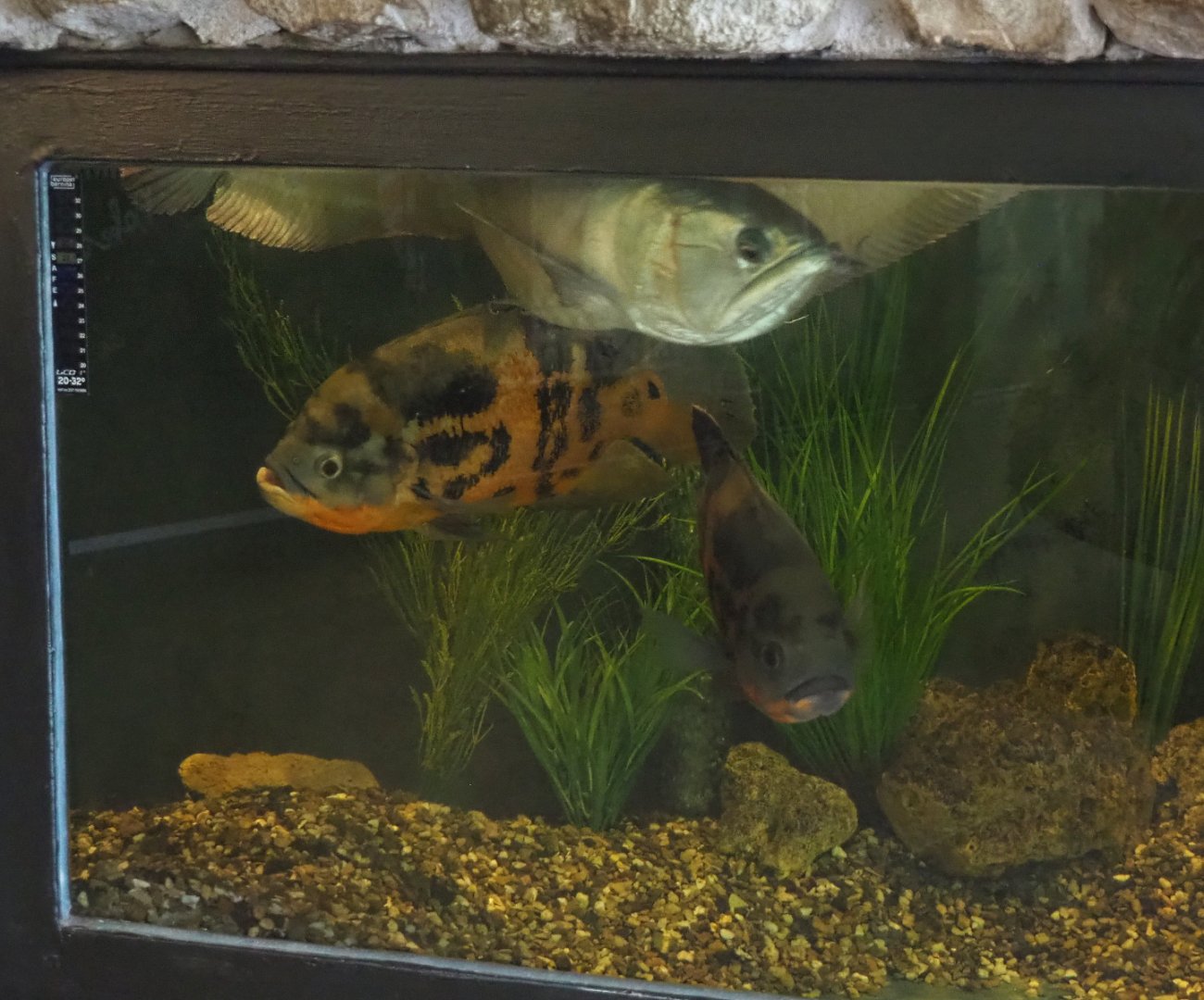 Silver arowana2022-05-17