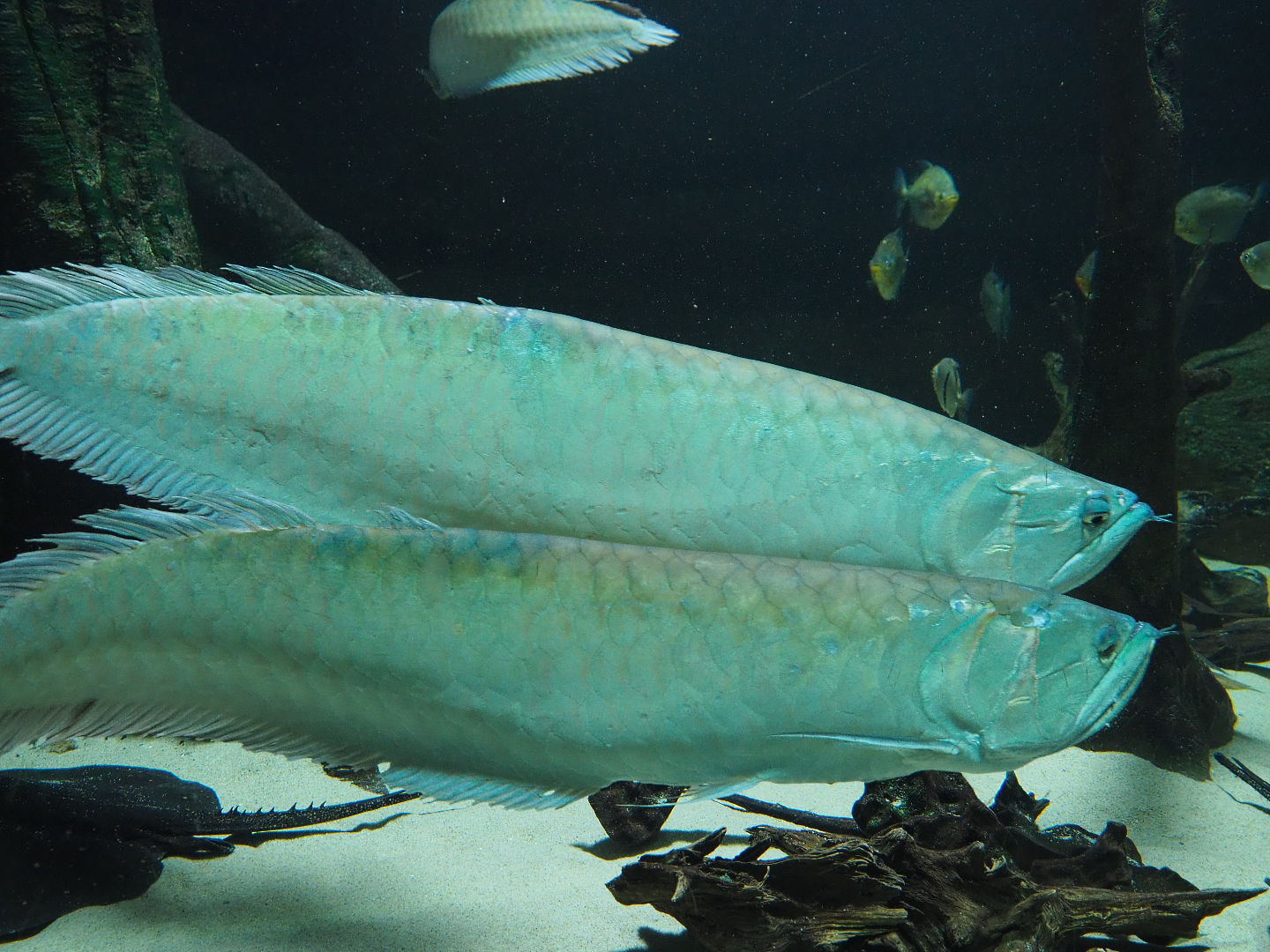 Silver arowanas (Osteoglossum bicirrhosum), 2019-12-30