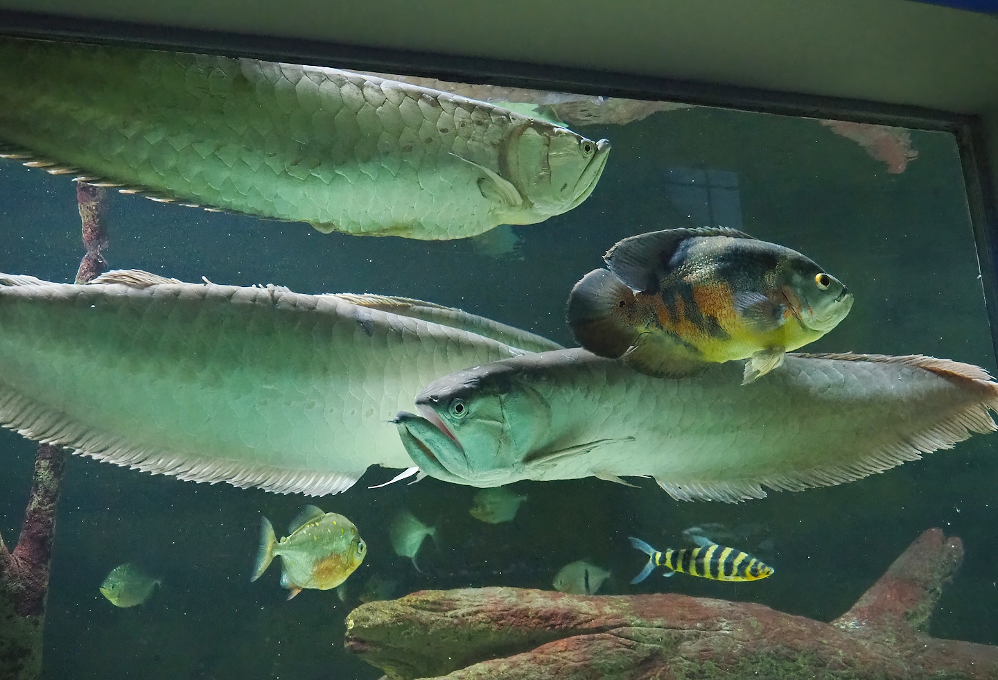 Silver arowanas (Osteoglossum bicirrhosum) and Tiger oscar (Astronotus ocellatus), 2023-04-08
