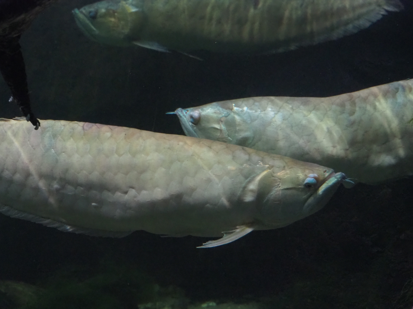 Silver arowanas (Osteoglossum bicirrhosum), Nov 10th, 2018