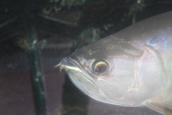 Silver Asian arowana (Scleropages formosus)