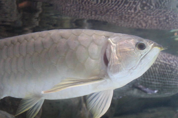 Silver Asian arowana (Scleropages formosus)