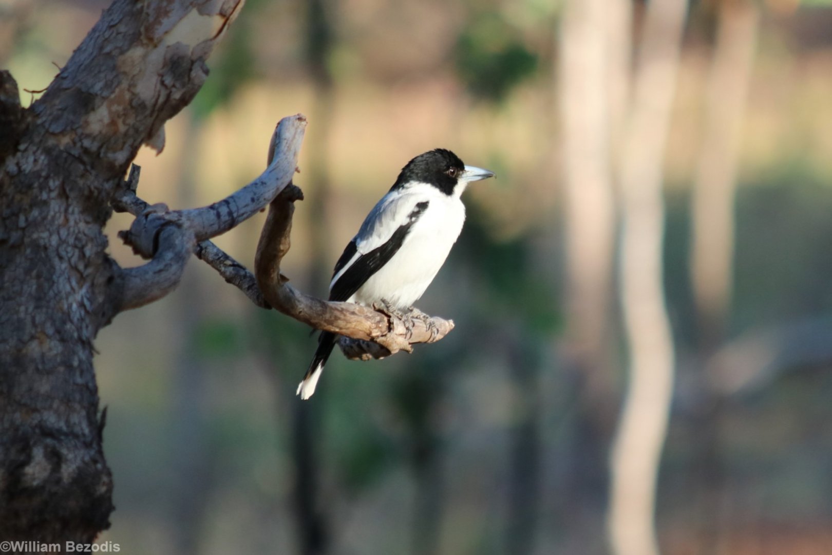 Silver-backed Butcherbird - Pine Creek