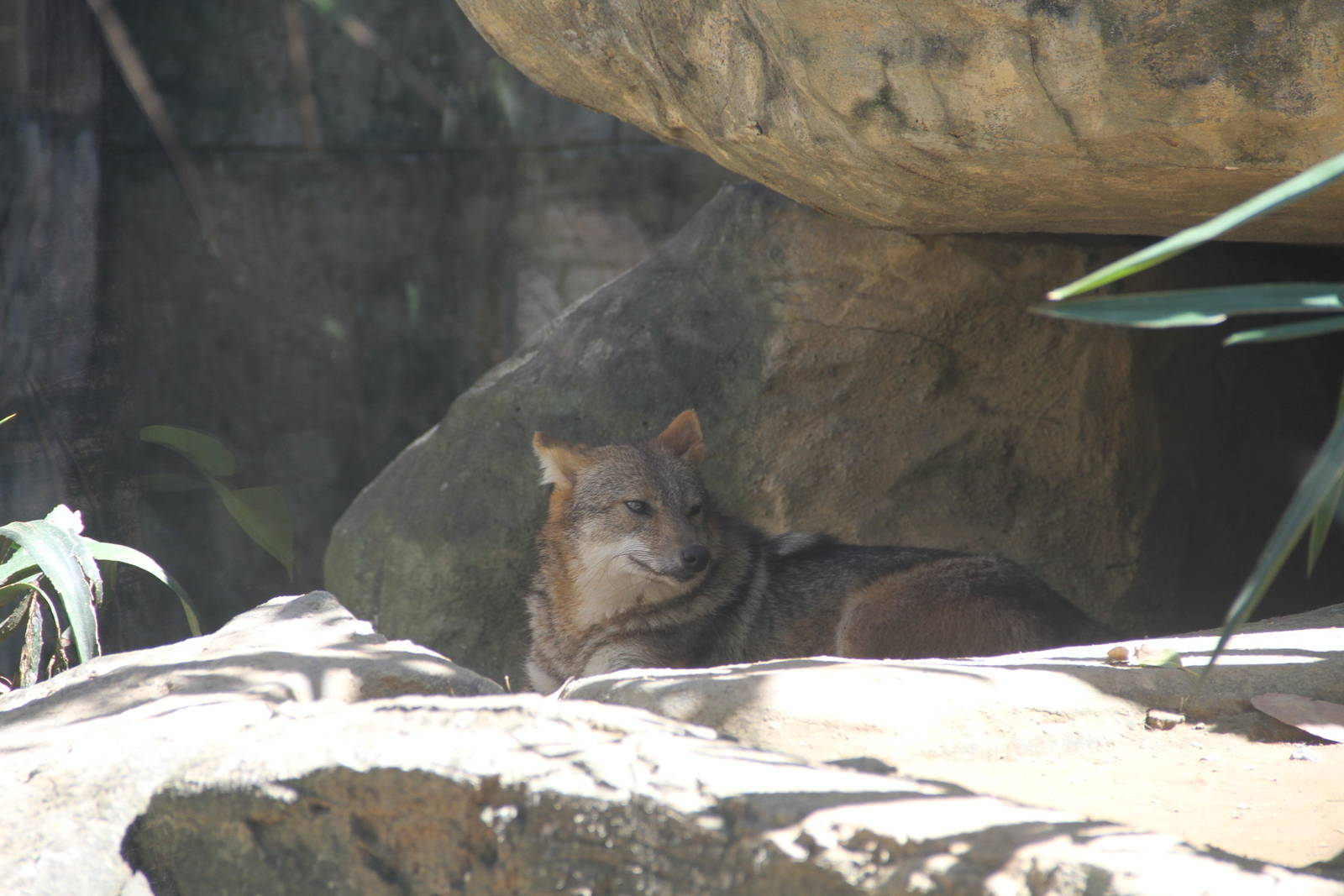 Silver-backed Jackal (Canis mesomelas)