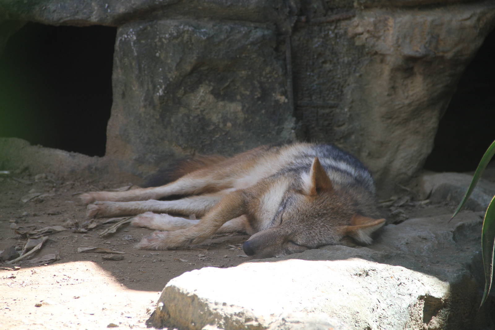Silver-backed Jackal (Canis mesomelas)