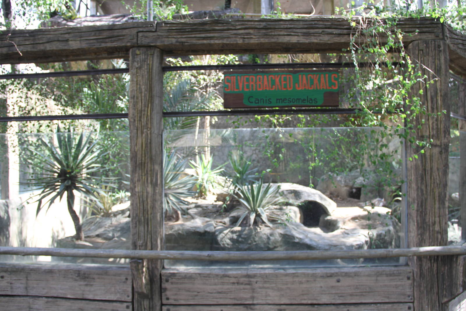 Silver-backed Jackal's (Canis mesomelas) exhibit