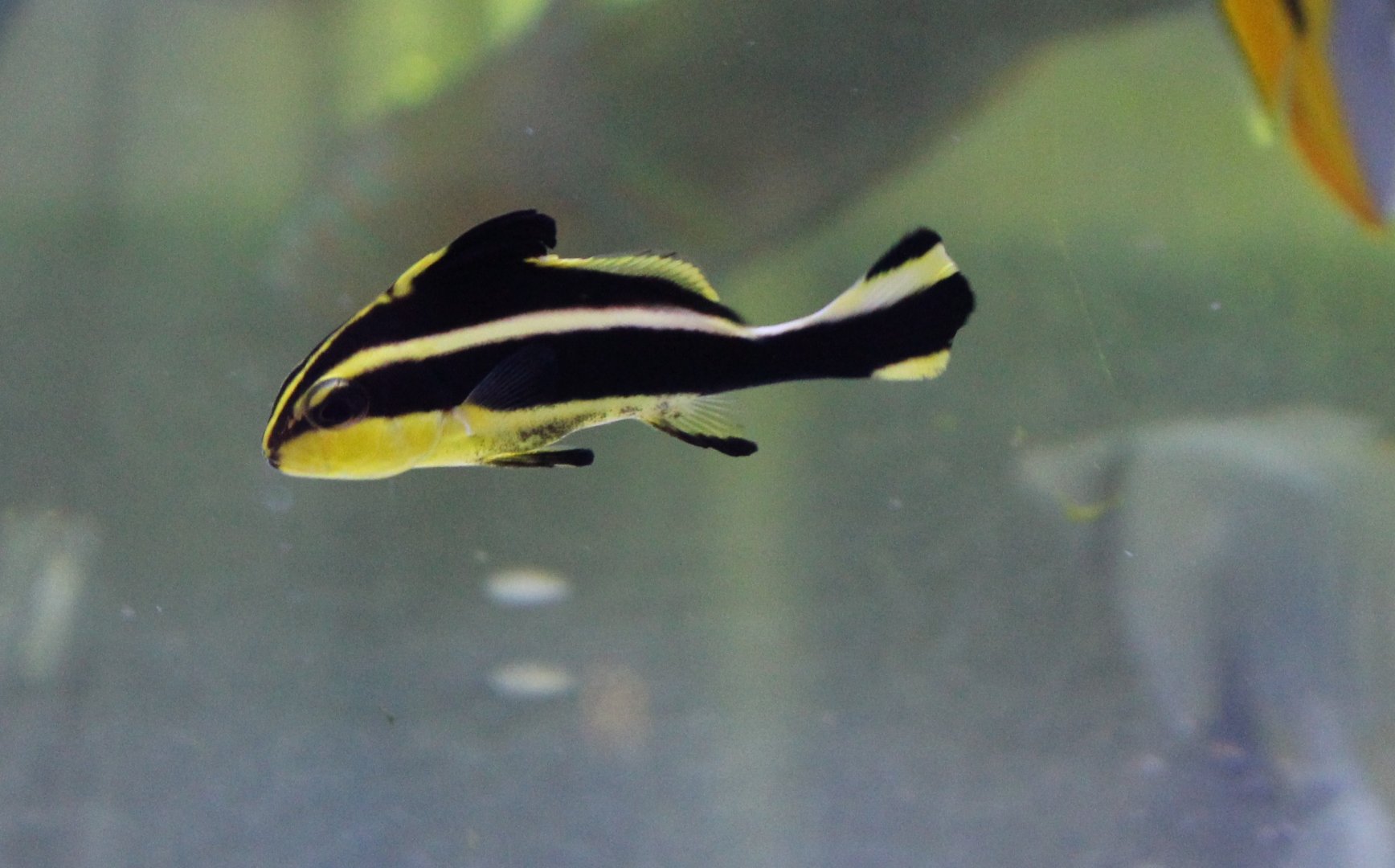 Silver-banded sweetlips - Plectorhinchus diagrammus