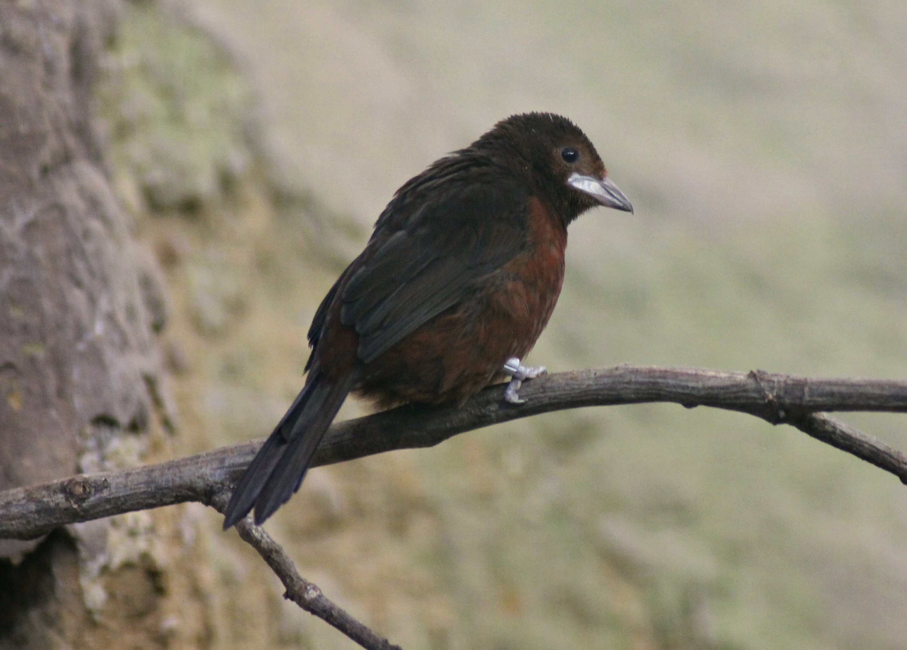 Silver-beaked tanager (Ramphocelus carbo)