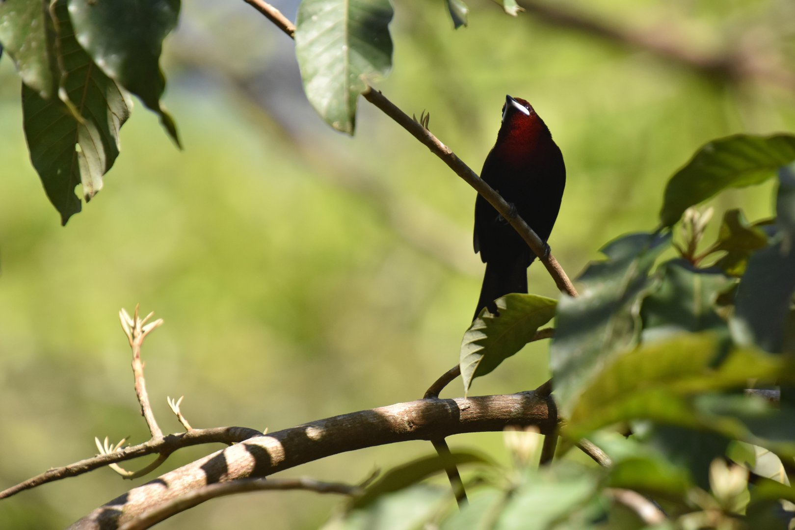Silver-beaked Tanager (Ramphocelus carbo)
