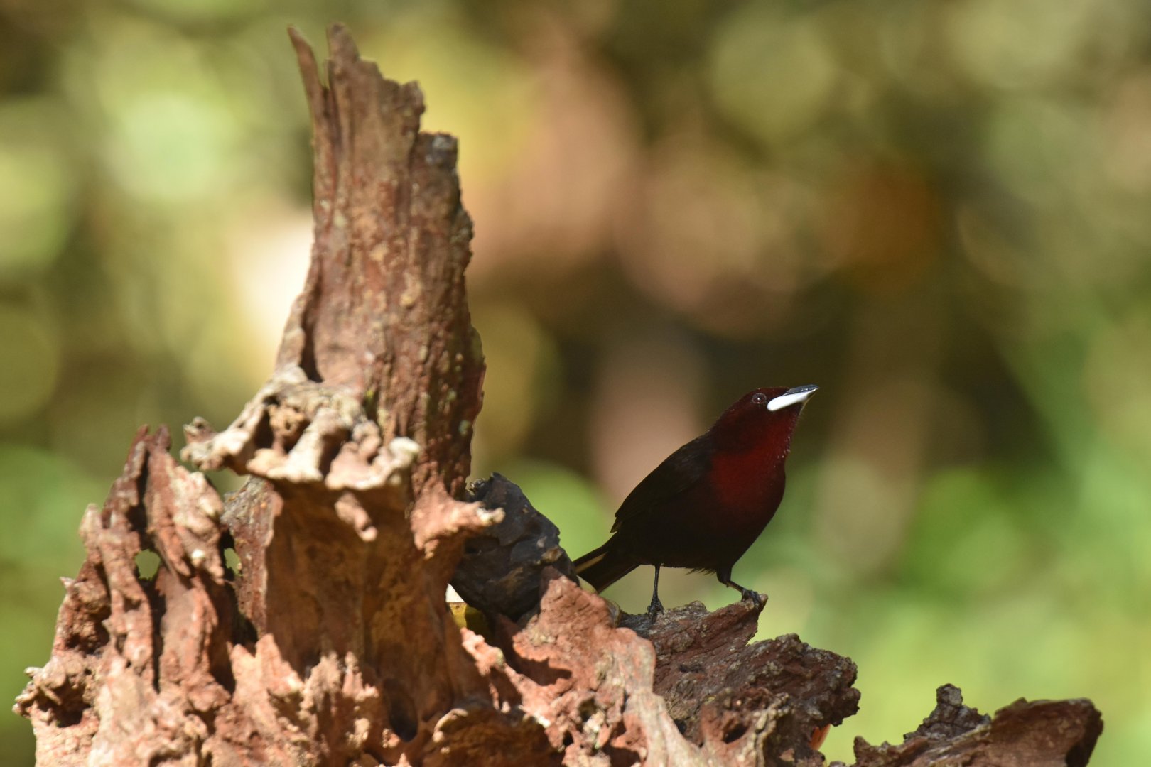 Silver-beaked Tanager (Ramphocelus carbo)