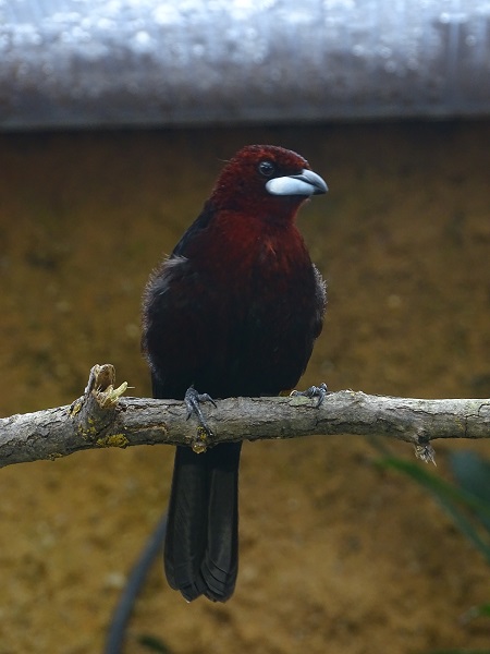 Silver-beaked tanager (Ramphocelus carbo)