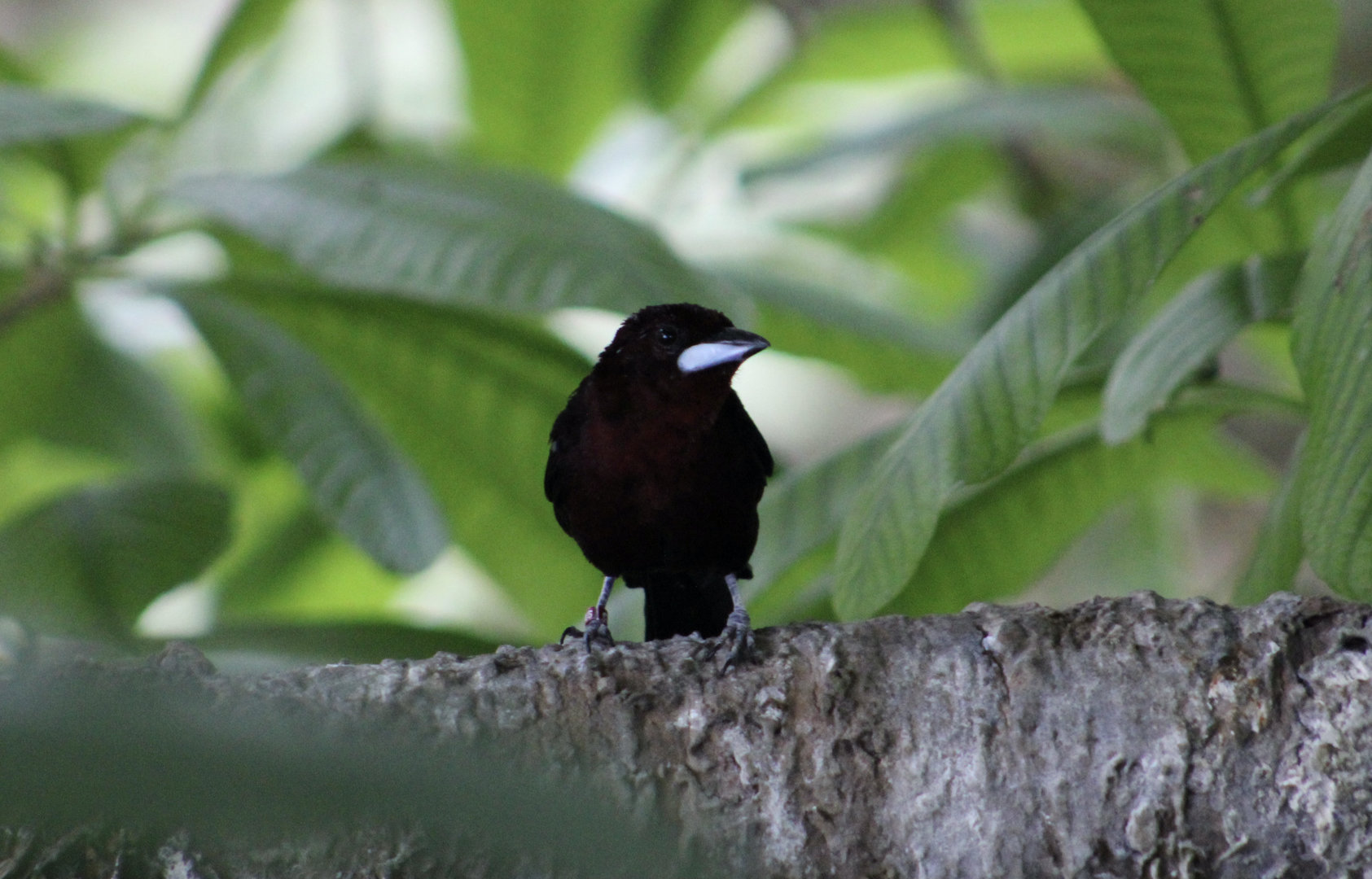 Silver-Beaked Tanager (Ramphocelus carbo)
