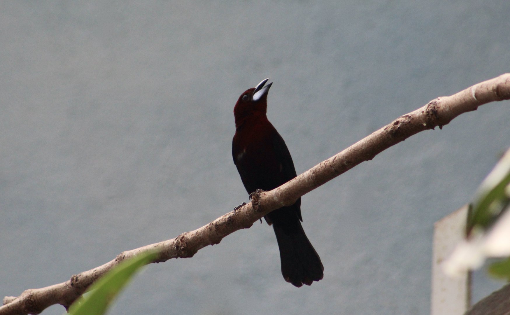 Silver-Beaked Tanager (Ramphocelus carbo)