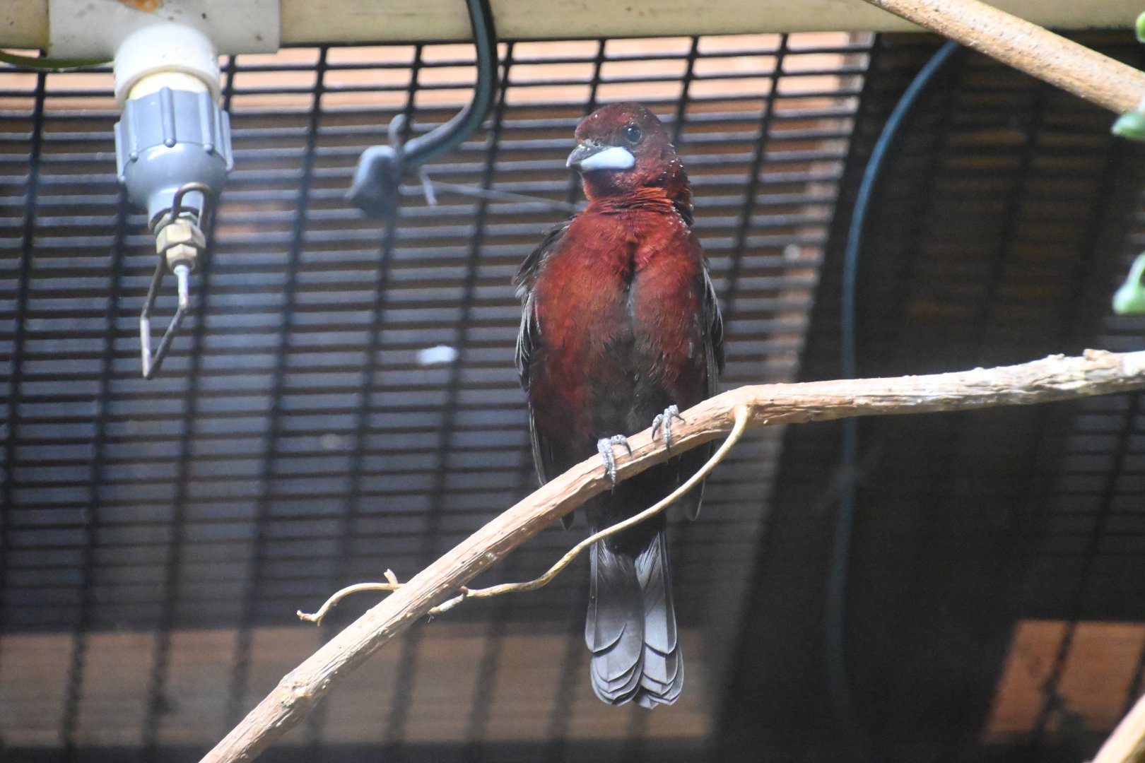 Silver-beaked tanager (Ramphocelus carbo)