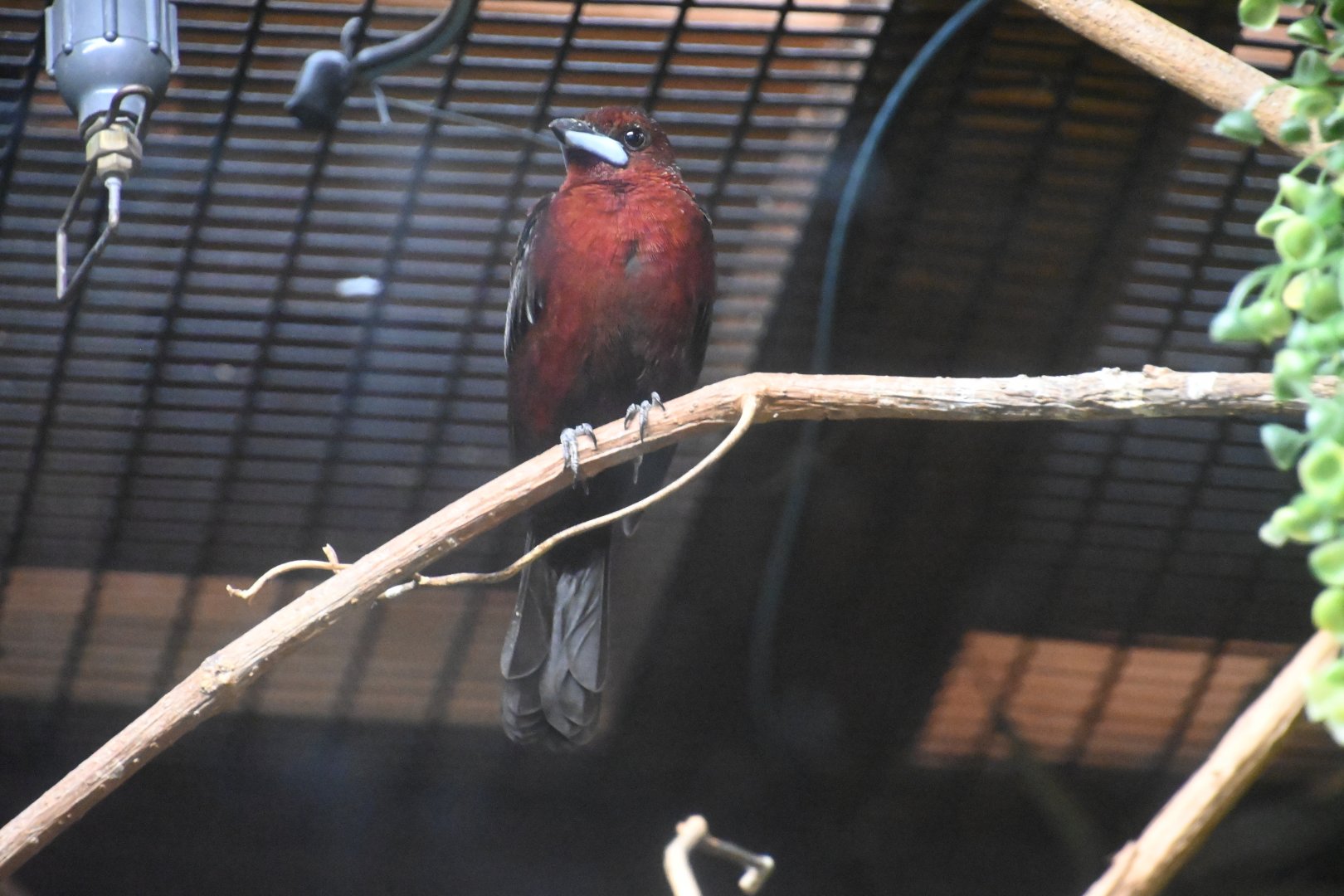 Silver-beaked tanager (Ramphocelus carbo)
