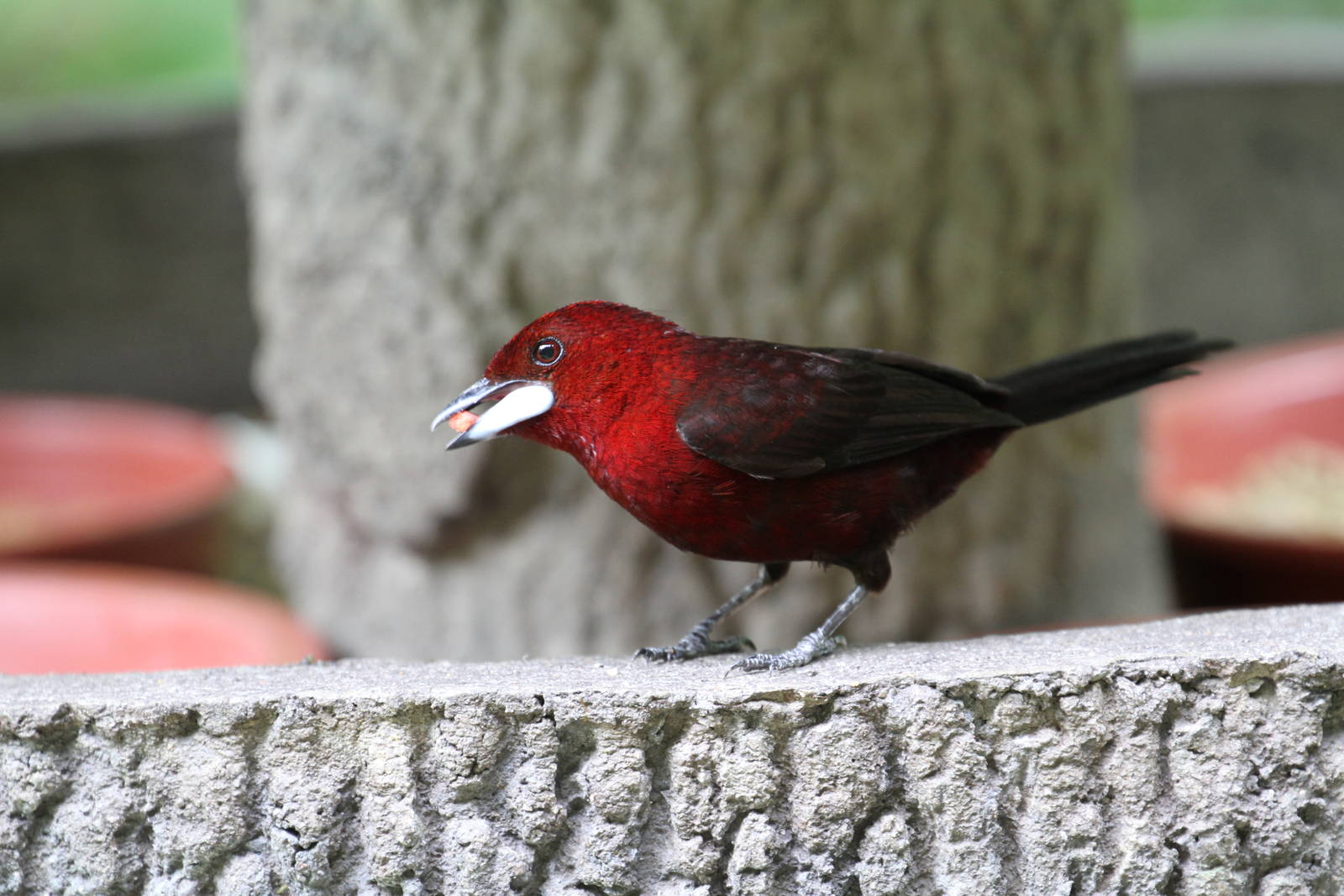 Silver-beaked Tanager