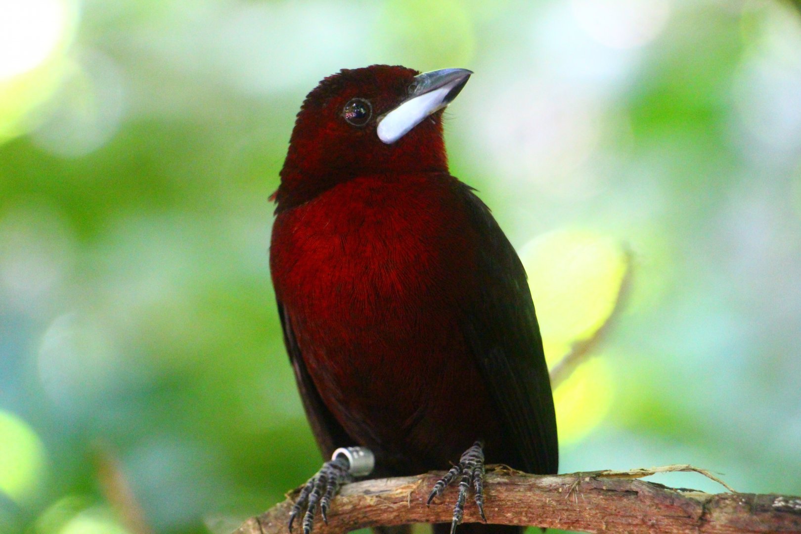 Silver-beaked Tanager