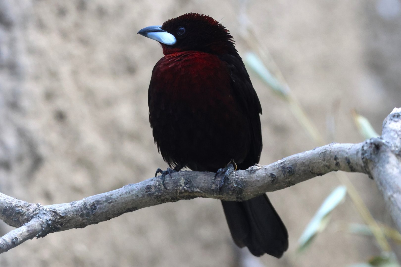 Silver-beaked tanager