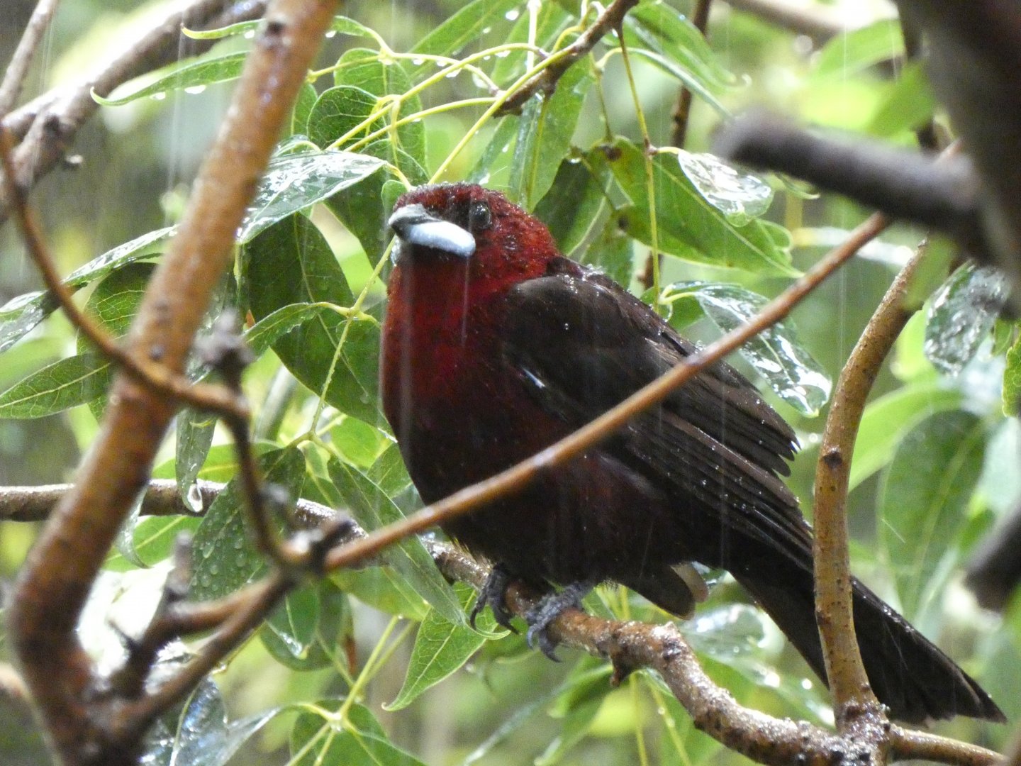 Silver-beaked tanager