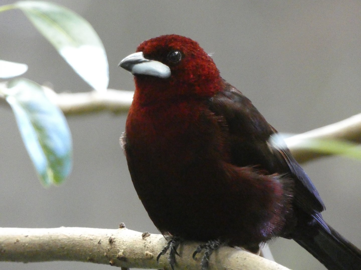 Silver-beaked tanager