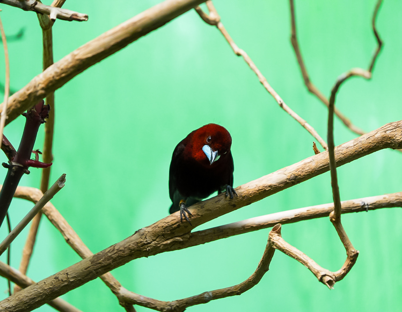 Silver-beaked Tanager