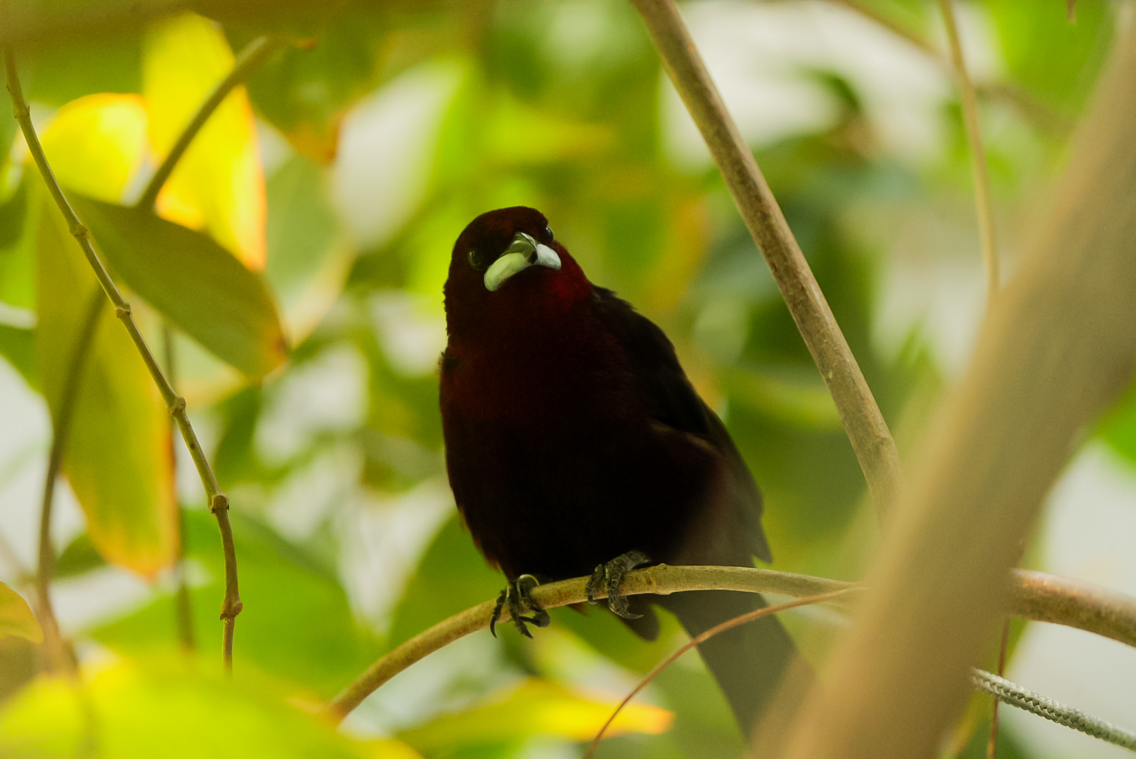 Silver-beaked Tanager