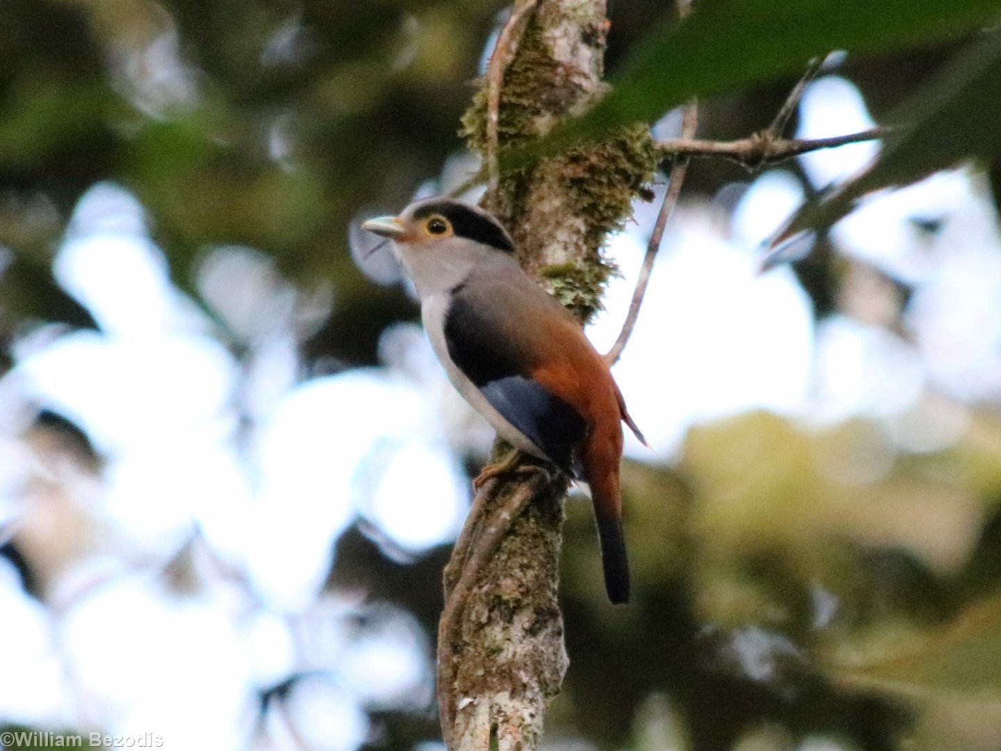 Silver-breasted Broadbill - Fraser's Hill