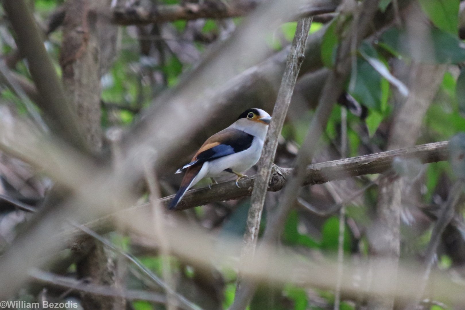 Silver-breasted Broadbill - Kaeng Krachan National Park