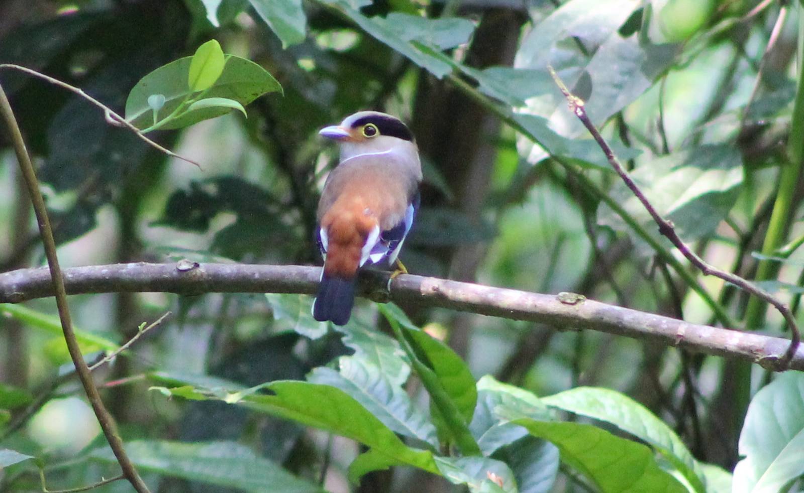 silver-breasted broadbill (Serilophus lunatus)
