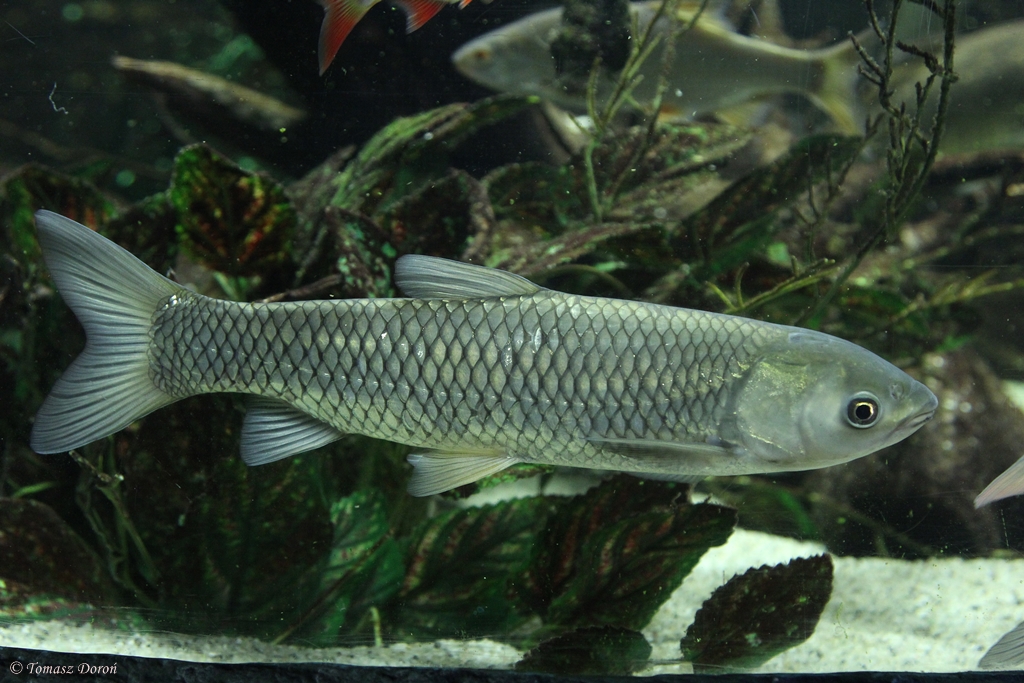 Silver Carp (Hypophthalmichthys molitrix)