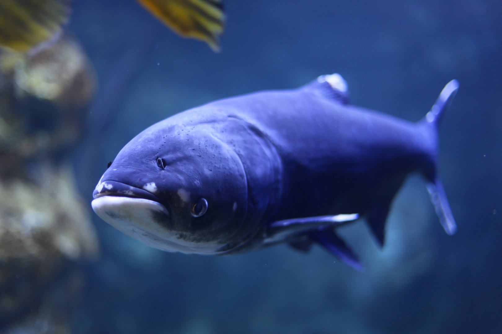 Silver carp (Hypophthalmichthys molitrix)