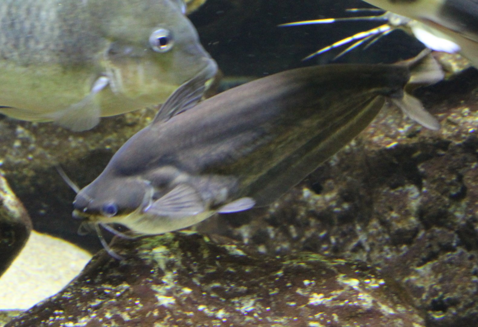 Silver catfish - Schilbe intermedius