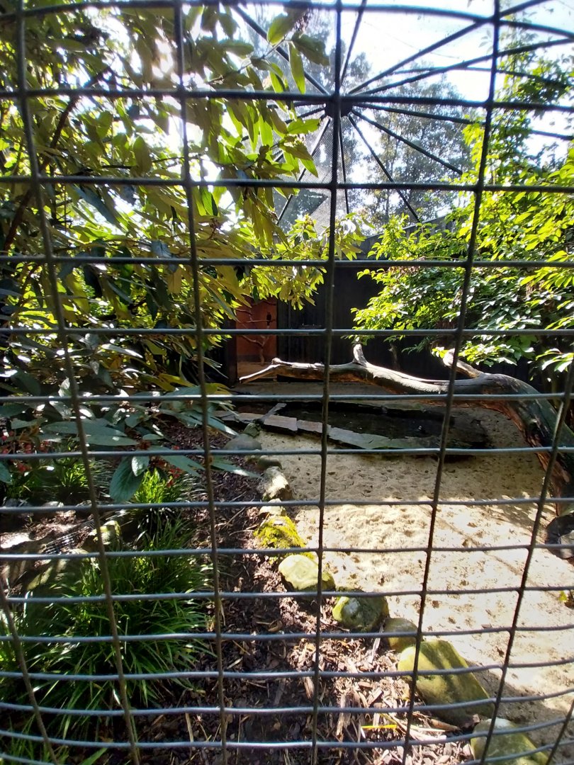 Silver-cheeked hornbill aviary