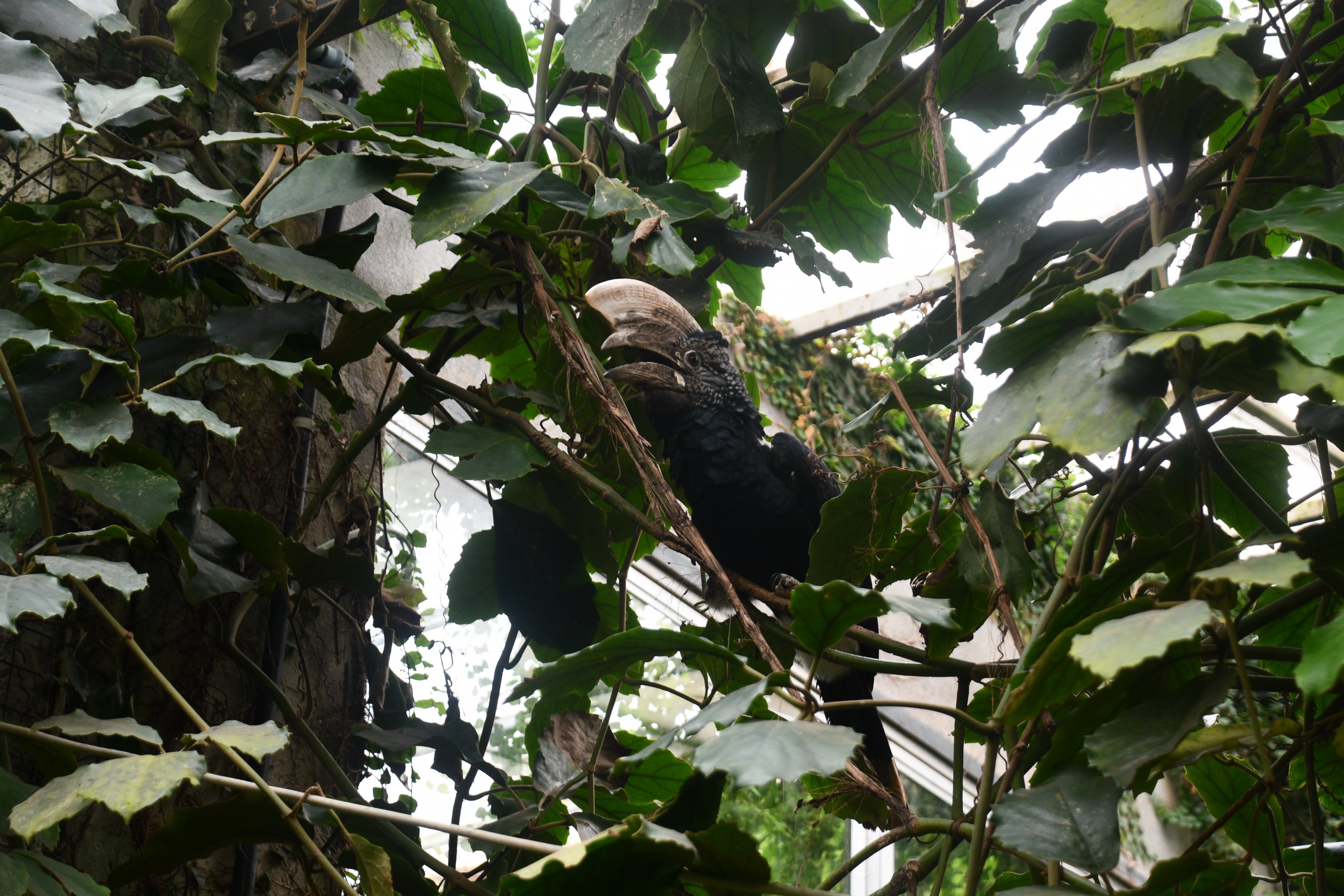 Silver-cheeked Hornbill (Tropical Pavilion)