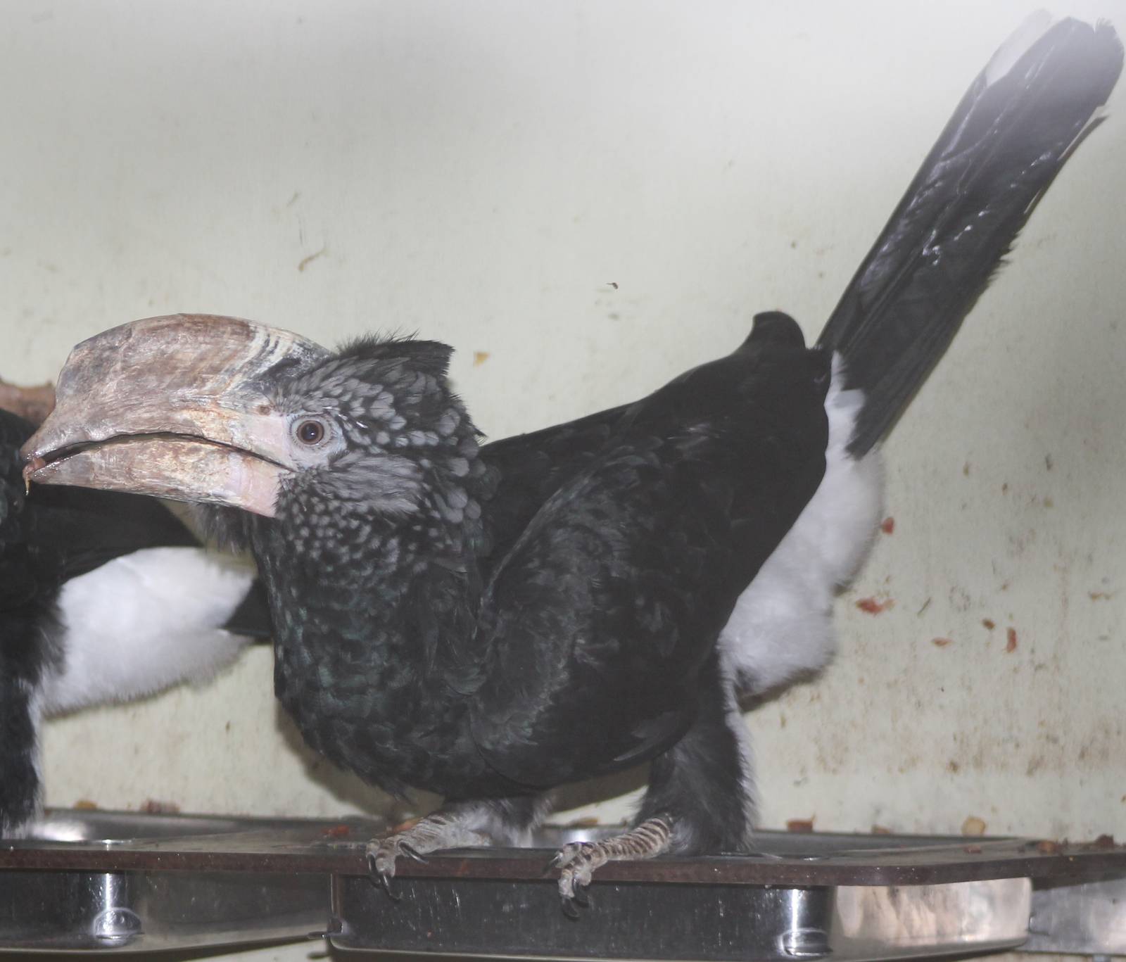silver-cheeked hornbill