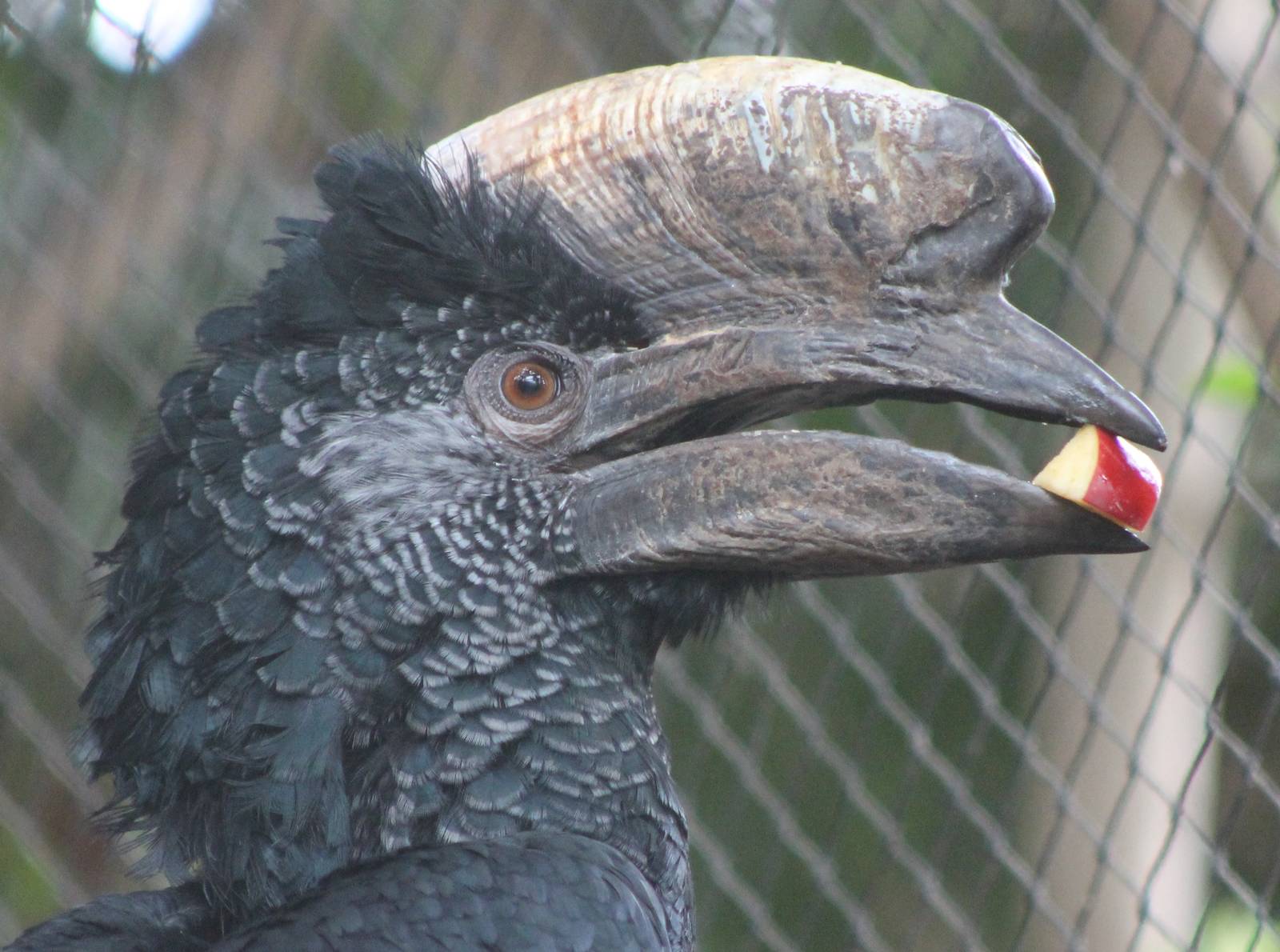 Silver-cheeked hornbill