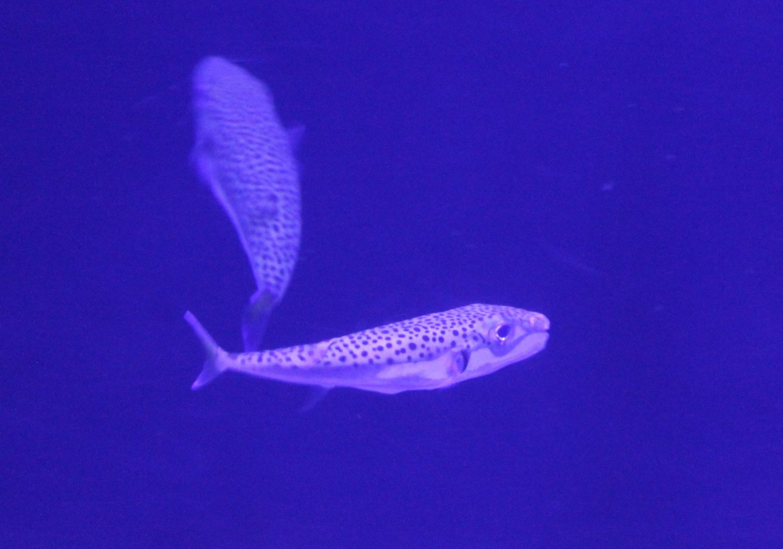 Silver-cheeked toadfish - Lagocephalus sceleratus