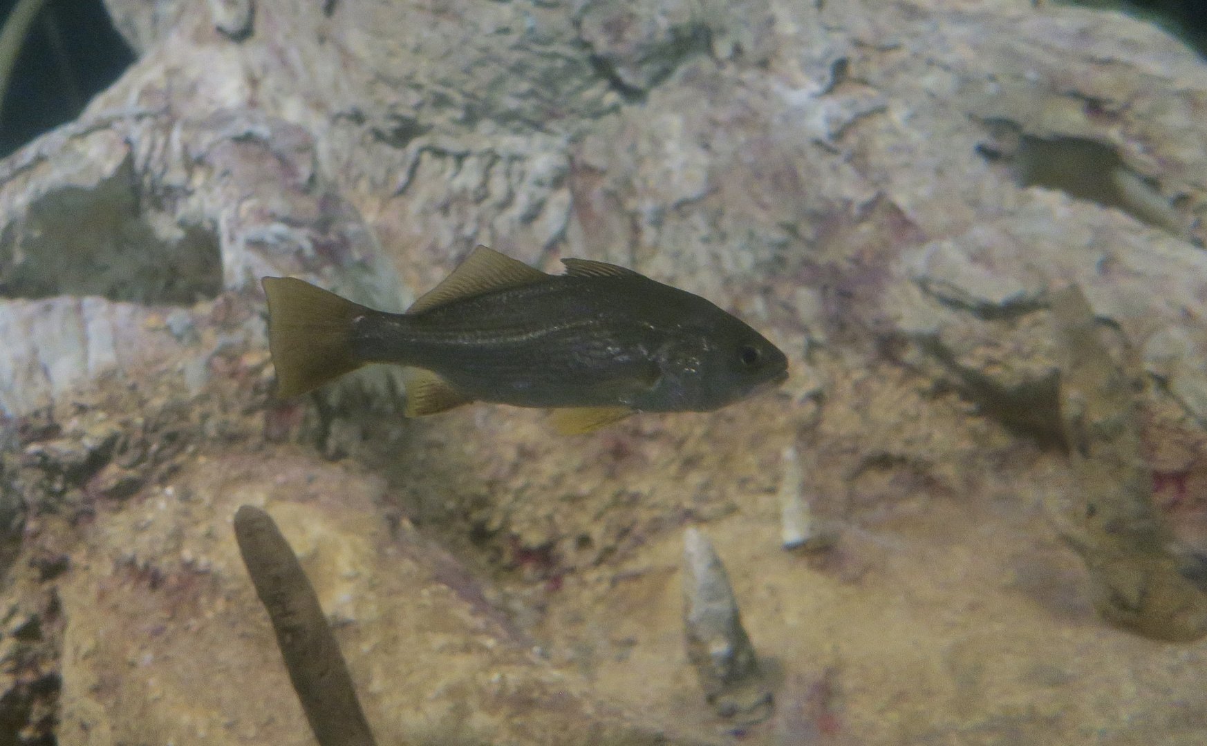 Silver Croaker (Bairdiella chrysoura)