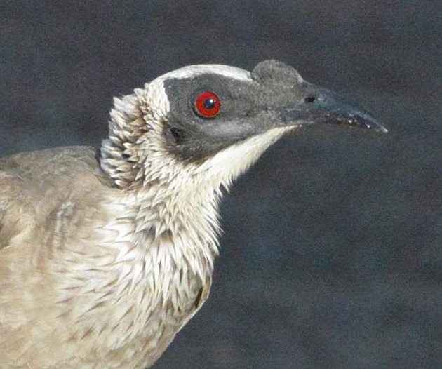 Silver-crowned friarbird portrait.