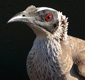 Silver- crowned friarbird portrait.