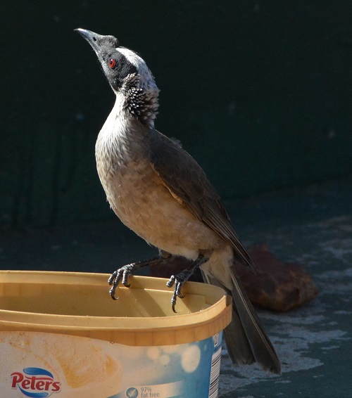 Silver-crowned friarbird