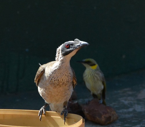 Silver-crowned friarbird