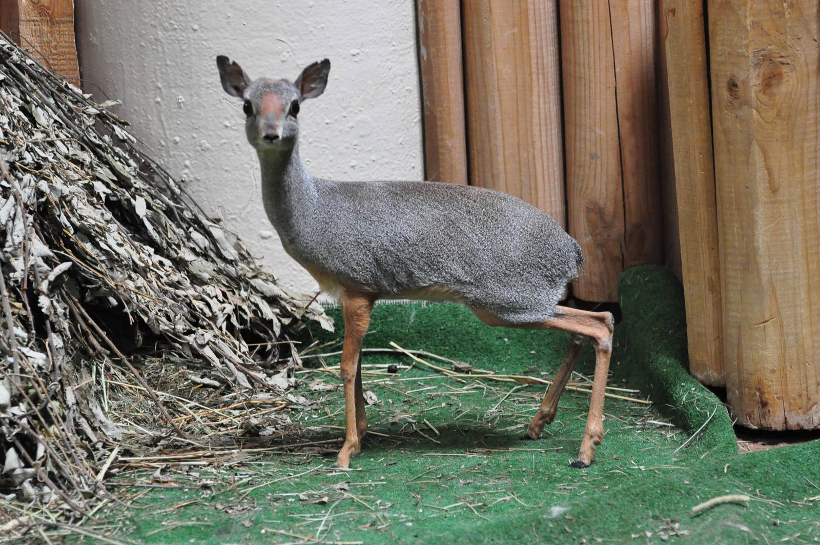 Silver dik-dik / Madoqua piacentinii