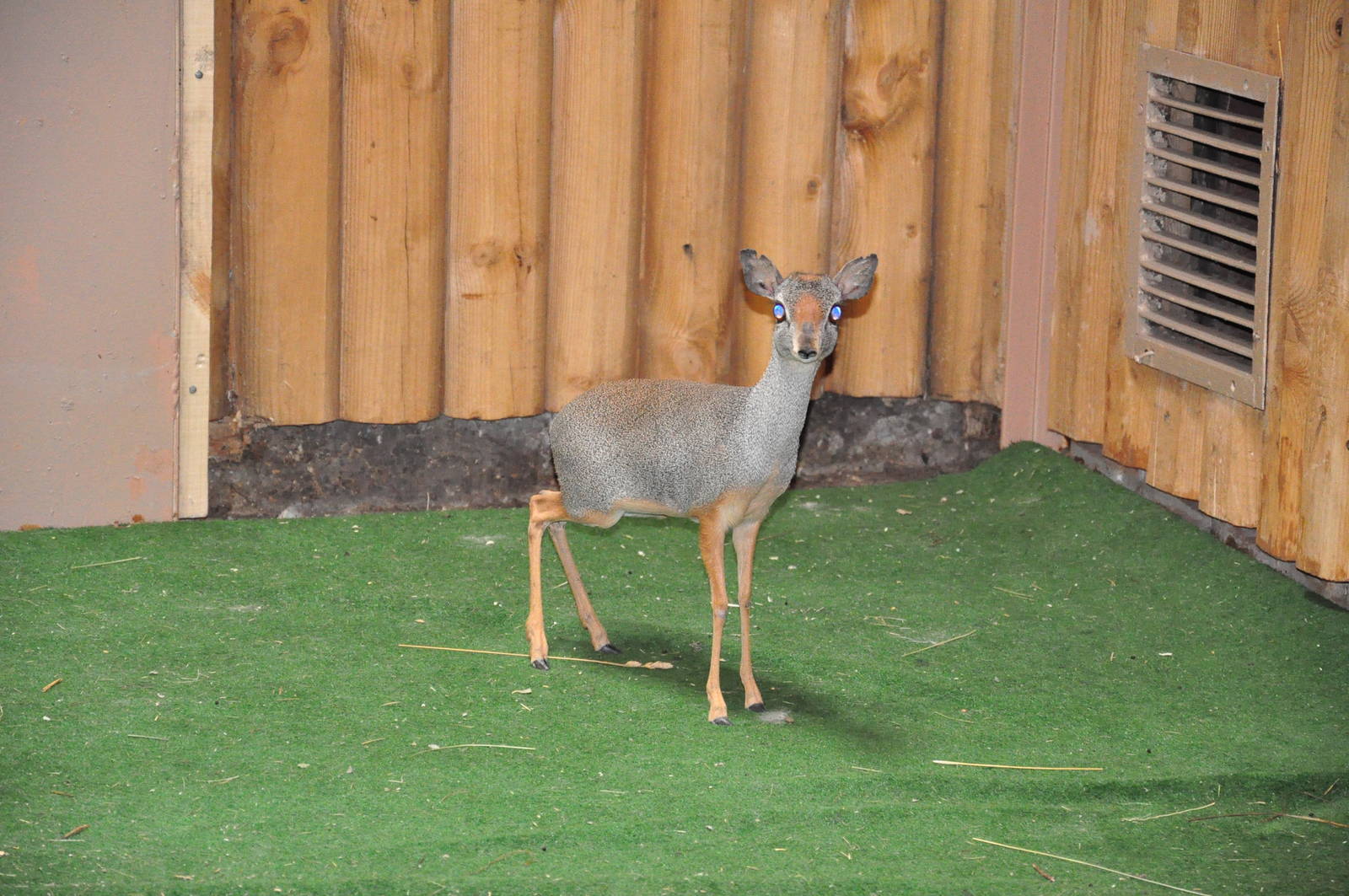 Silver dik-dik / Madoqua piacentinii