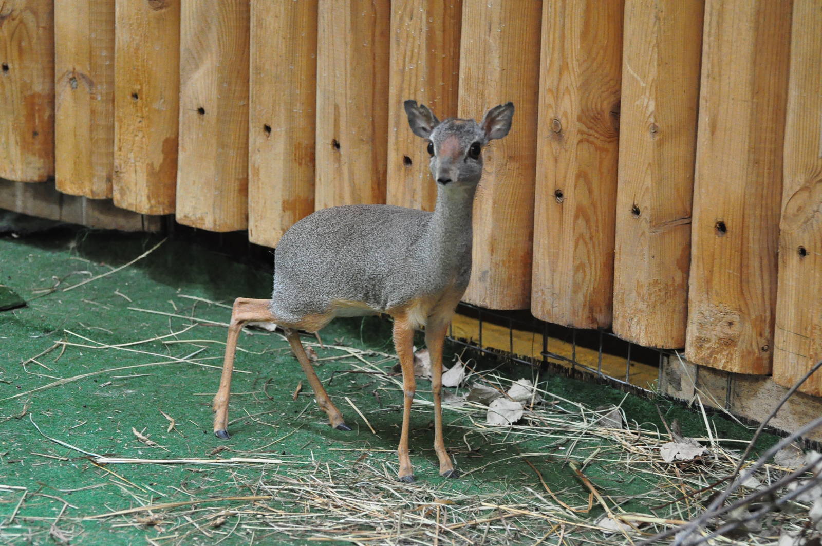 Silver dik-dik / Madoqua piacentinii