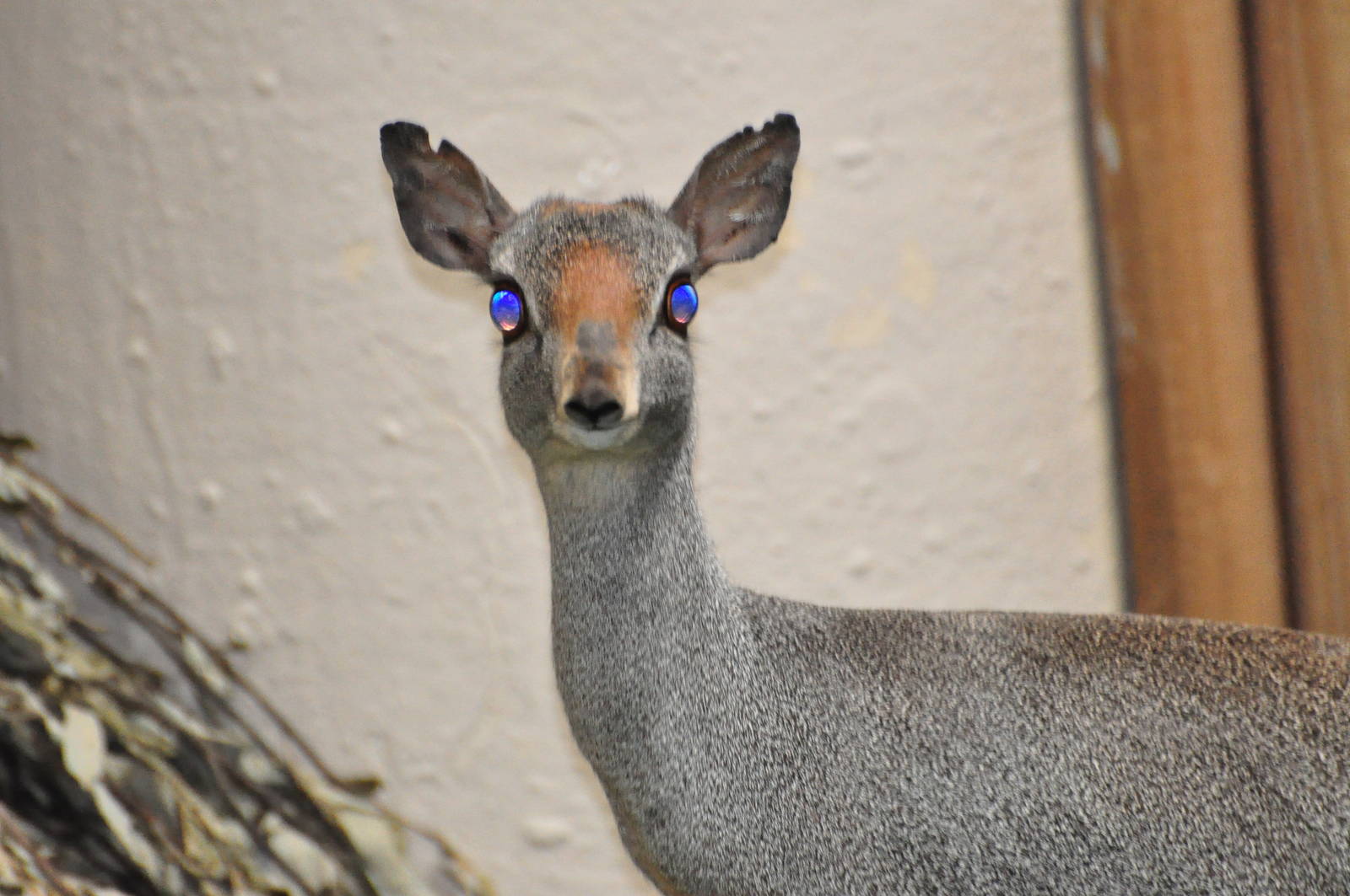Silver dik-dik / Madoqua piacentinii