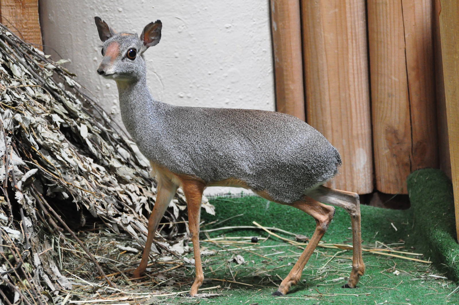 Silver dik-dik / Madoqua piacentinii