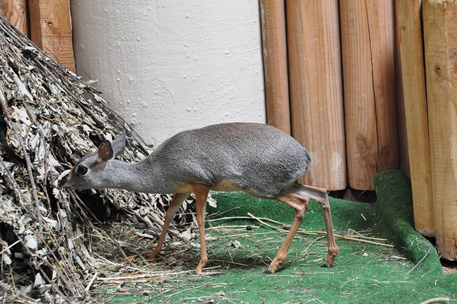Silver dik-dik / Madoqua piacentinii