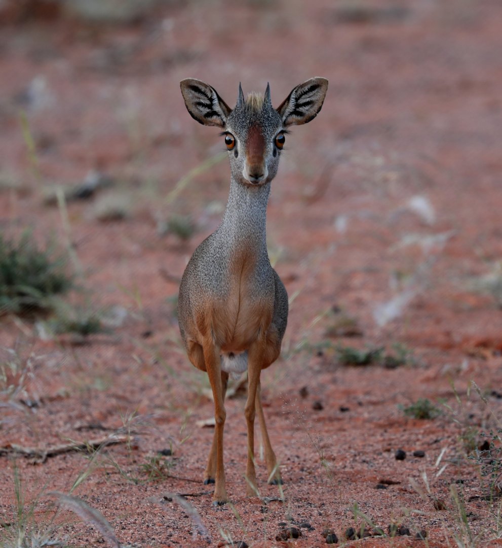 silver dik-dik (Madoqua piacentinii)