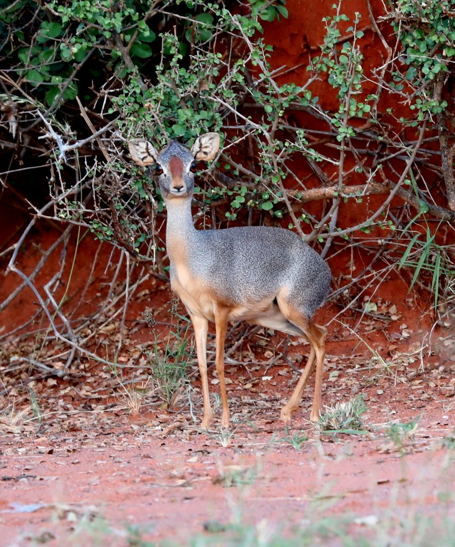 silver dik-dik (Madoqua piacentinii)